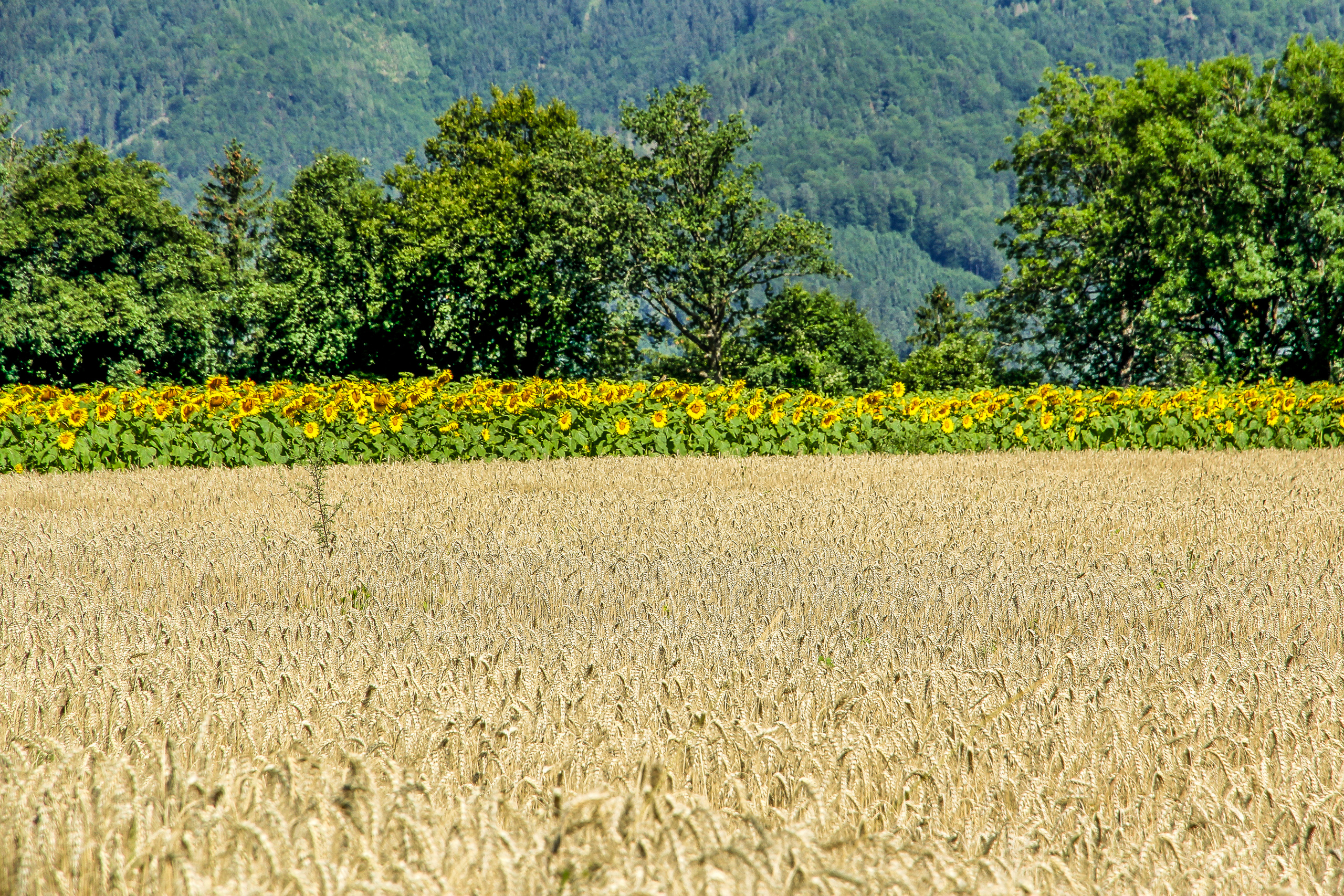 Fotostopp: eine Reihe Sonnenblumen hinter dem reifen Getreidefeld